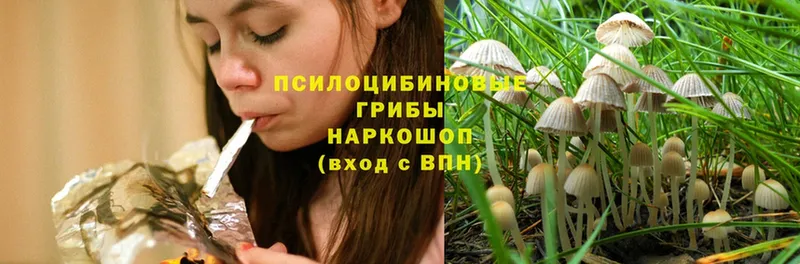 Псилоцибиновые грибы Psilocybe  Майкоп 